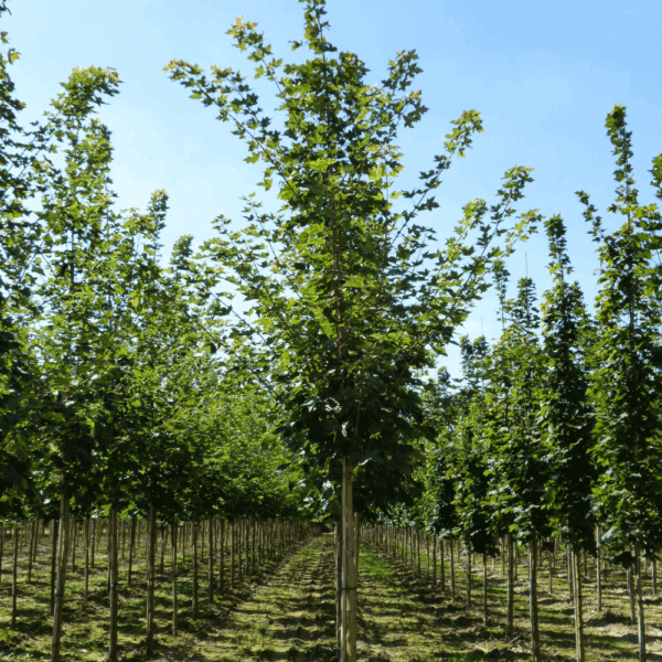 ACER PACIFIC SUNSET® Warrenred – Image 4