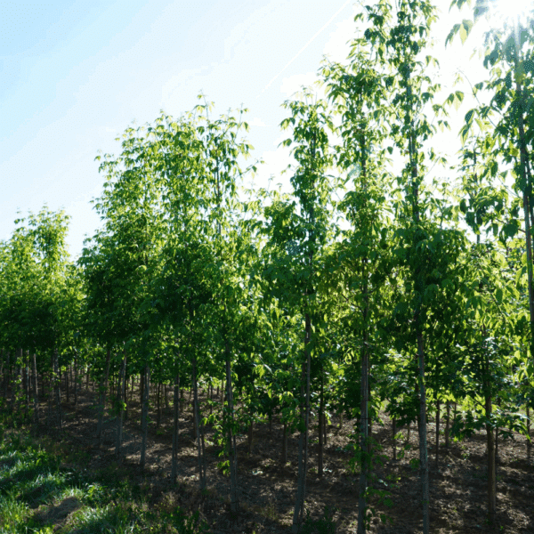 ACER negundo – Image 5