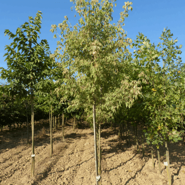 ACER negundo 'Flamingo' – Image 3