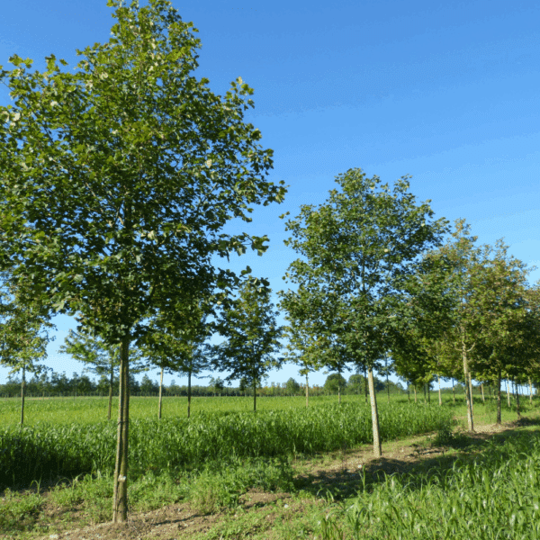 ACER opalus – Image 3