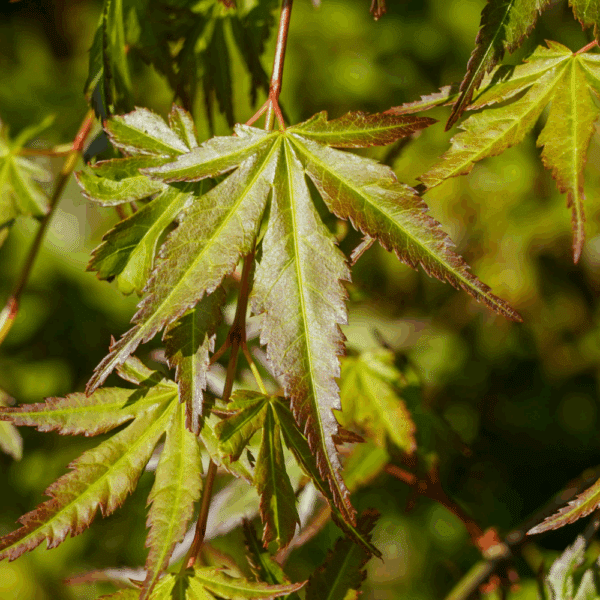 ACER palmatum – Image 2