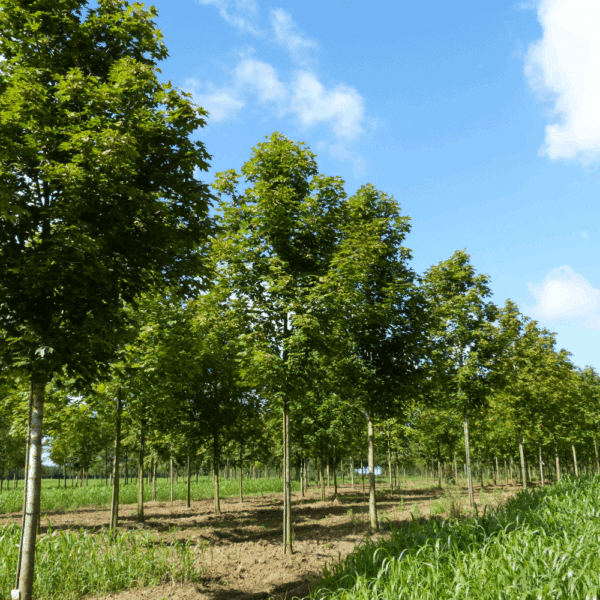 ACER platanoides 'Emerald Queen' – Image 7