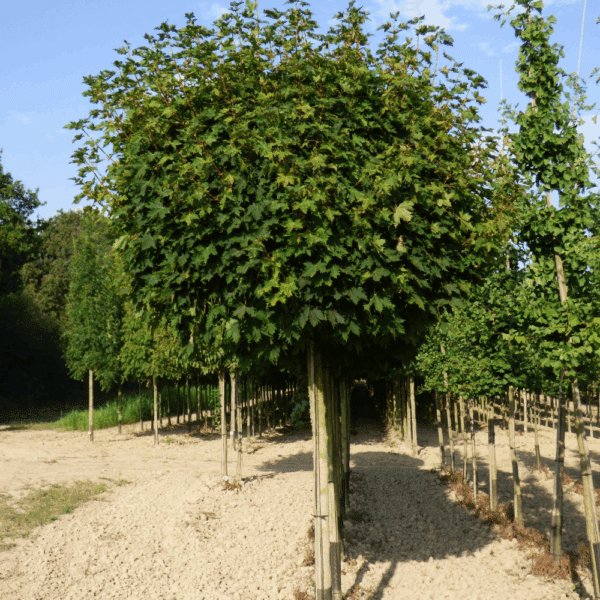 ACER platanoides 'Globosum' – Image 2