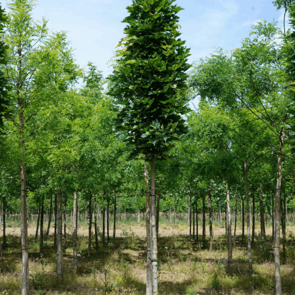 ACER platanoides Mauritz Upright® – Image 5