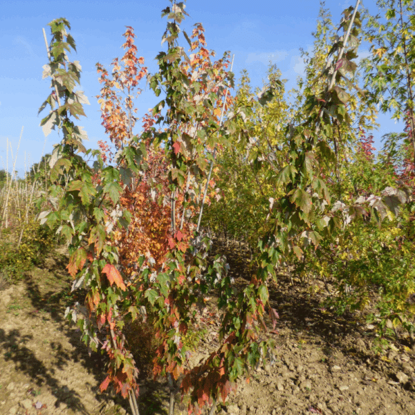 ACER rubrum – Image 11