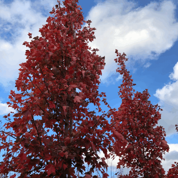 ACER rubrum 'October Glory' – Image 3