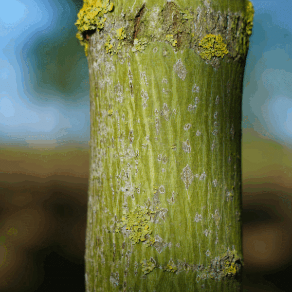 ACER rufinerve – Image 2