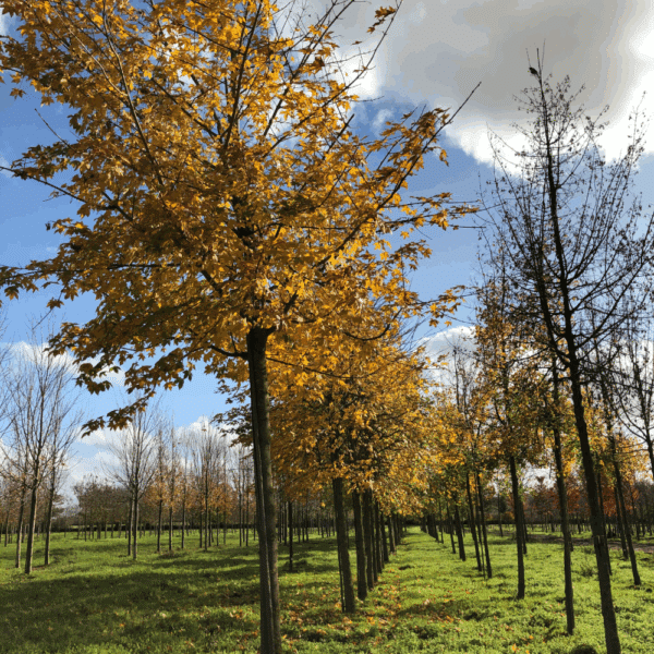 ACER x zoeschense 'Annae' – Image 5