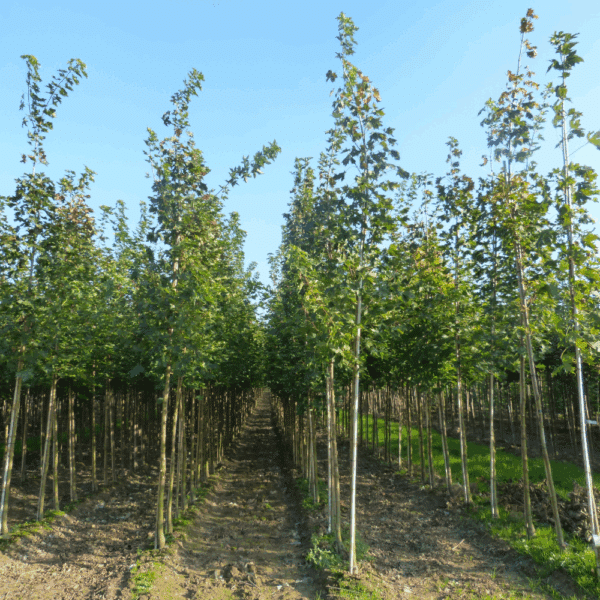 ACER NORWEGIAN SUNSET® Keithsform – Image 9