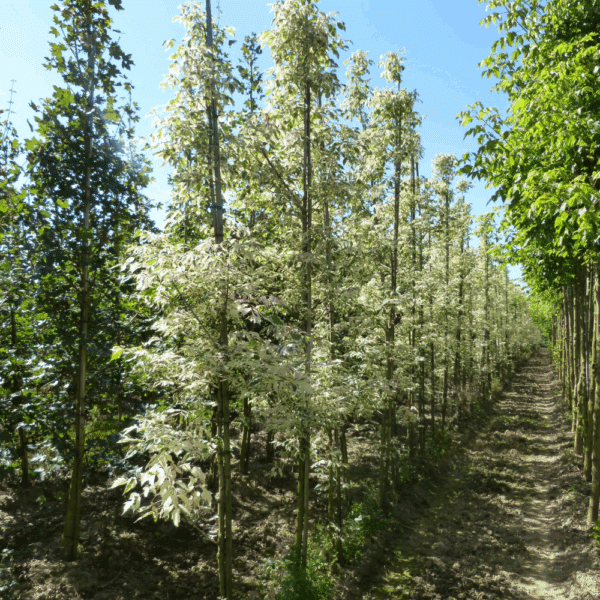 ACER negundo 'Flamingo' – Image 4