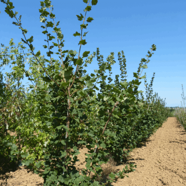 ACER opalus – Image 6