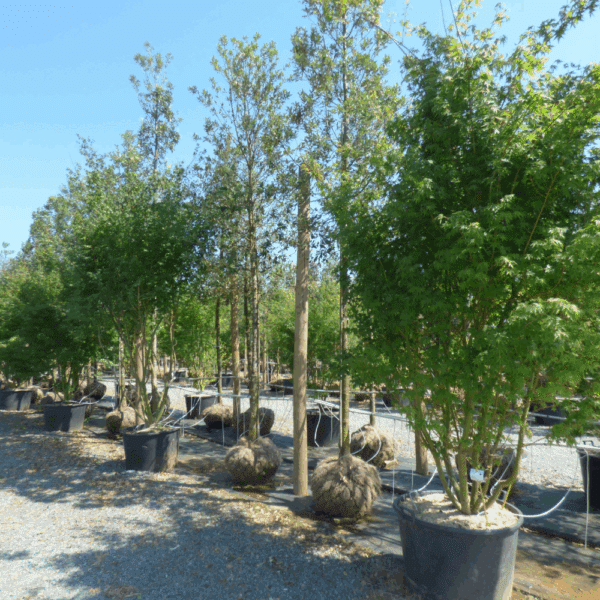 ACER palmatum – Image 7