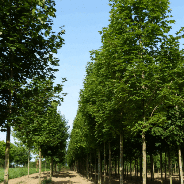 ACER platanoides 'Emerald Queen' – Image 6