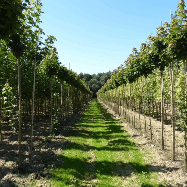 ACER platanoides 'Globosum' – Image 6