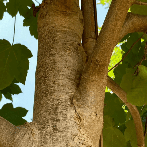 ACER pseudoplatanus – Image 4