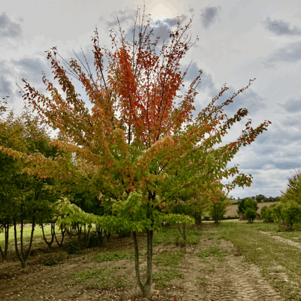 ACER rubrum – Image 10