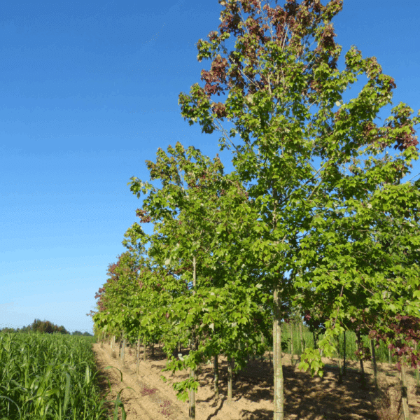 ACER rubrum 'October Glory' – Image 2