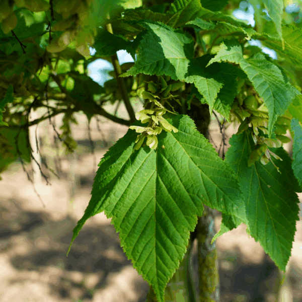 ACER rufinerve – Image 5
