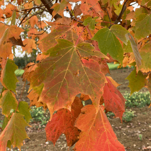 ACER saccharum – Image 4