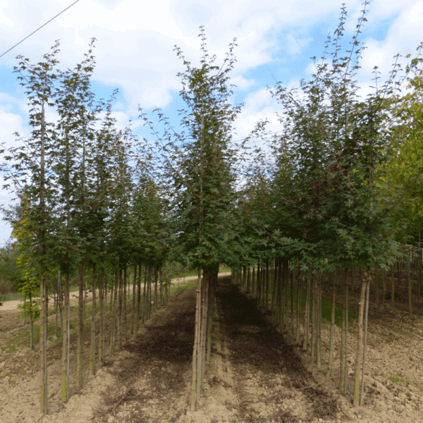 ACER x zoeschense 'Annae' – Image 6