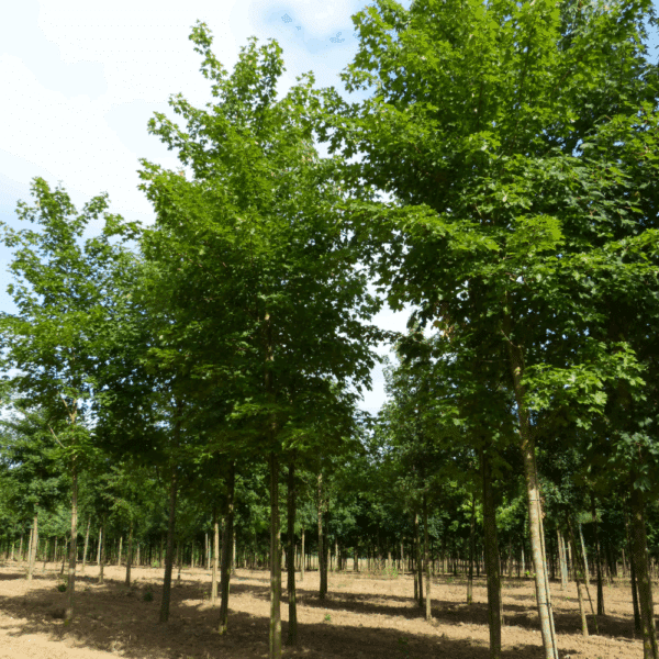 ACER NORWEGIAN SUNSET® Keithsform – Image 8