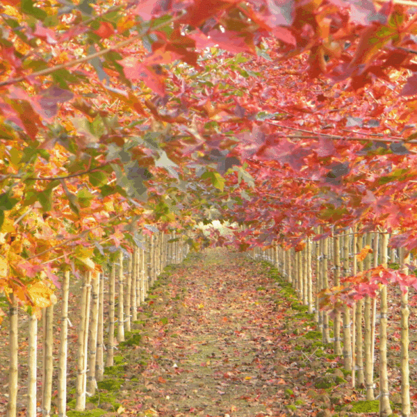 ACER PACIFIC SUNSET® Warrenred – Image 2