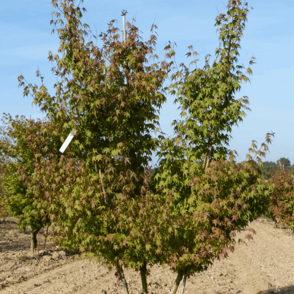 ACER palmatum – Image 5