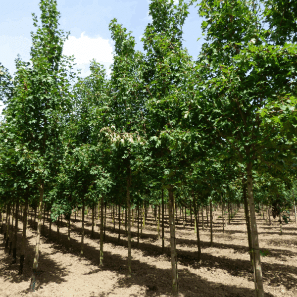 ACER platanoides 'Emerald Queen' – Image 3