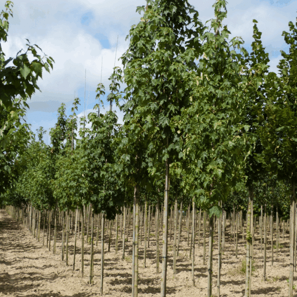 ACER pseudoplatanus – Image 9