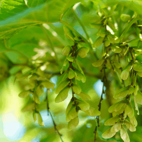 ACER rufinerve
