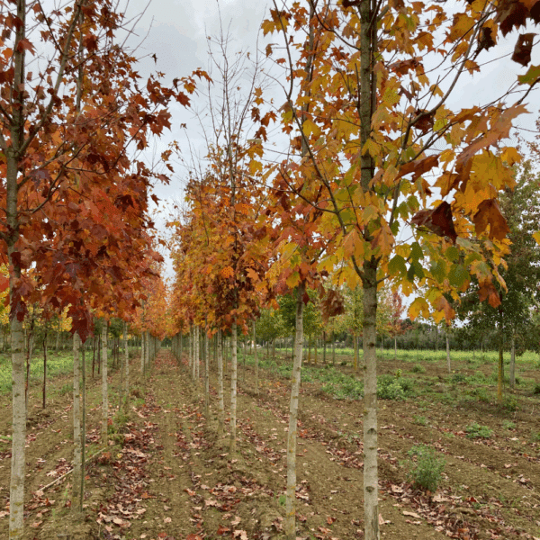 ACER saccharum – Image 3