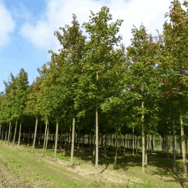 ACER NORWEGIAN SUNSET® Keithsform – Image 7
