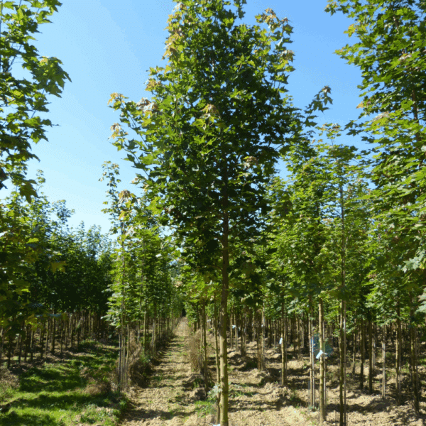 ACER platanoides 'Emerald Queen' – Image 5