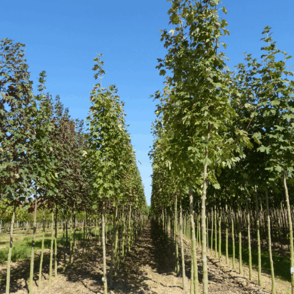 ACER pseudoplatanus – Image 5