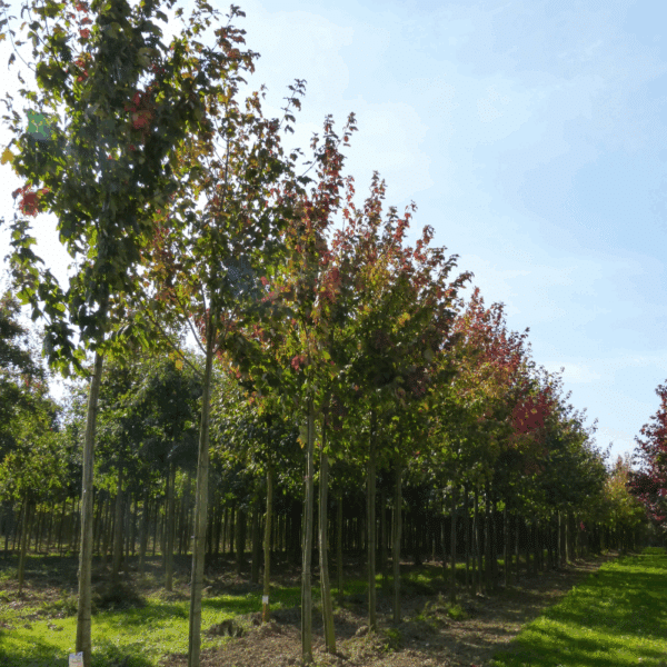 ACER rubrum – Image 8