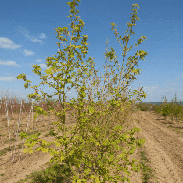 ACER rufinerve – Image 7