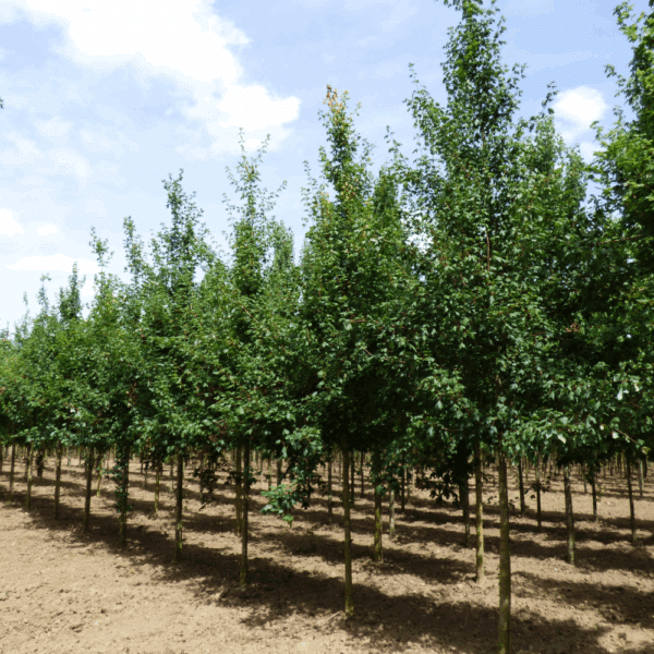 ACER saccharum – Image 2