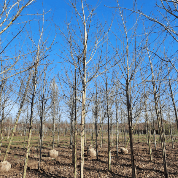 ACER NORWEGIAN SUNSET® Keithsform – Image 11
