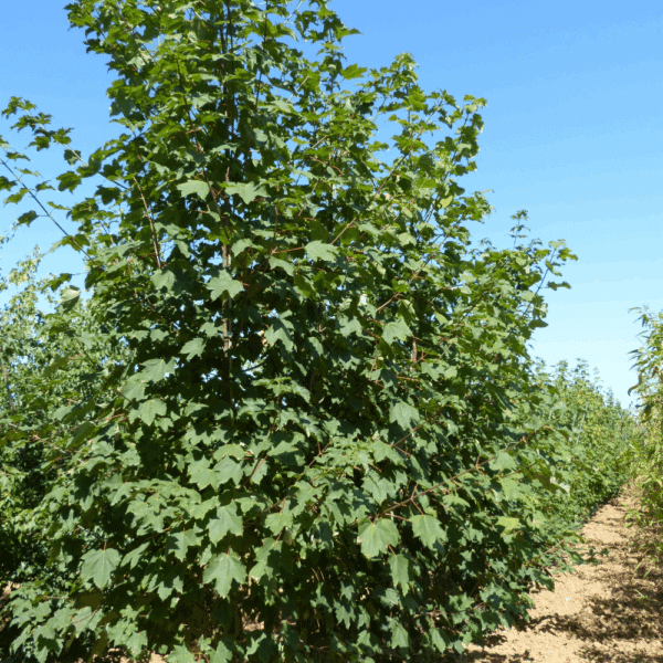 ACER pseudoplatanus – Image 7
