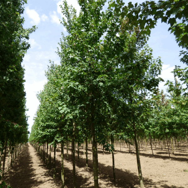 ACER rubrum – Image 7