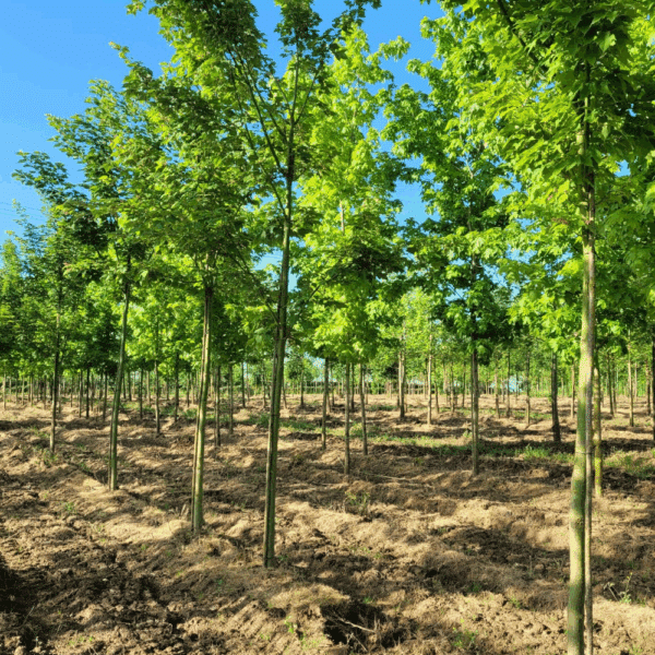 ACER rufinerve – Image 6