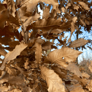 QUERCUS acutissima