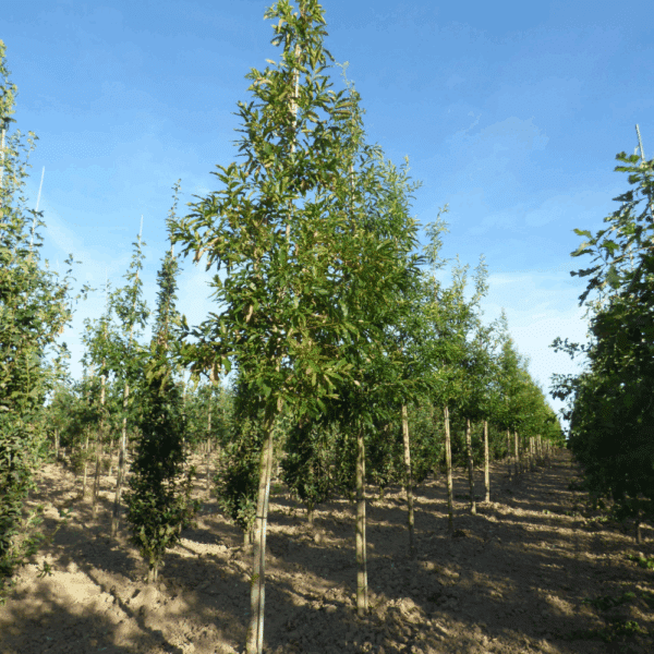 QUERCUS acutissima – Image 3