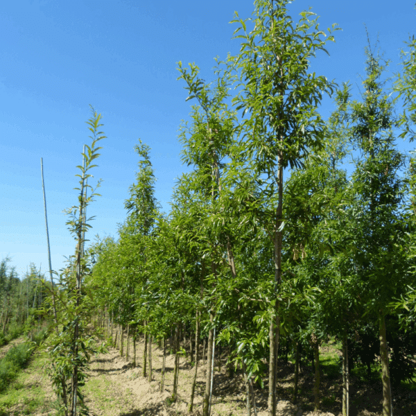 QUERCUS acutissima – Image 2