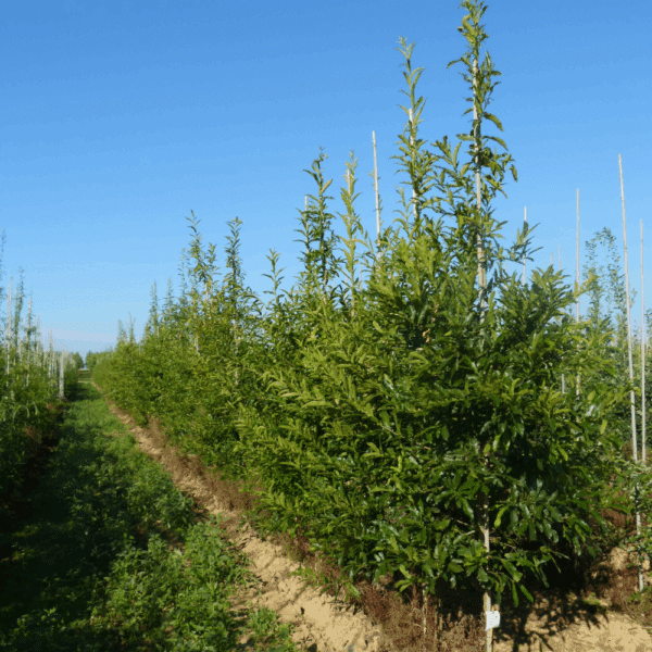 QUERCUS acutissima – Image 5