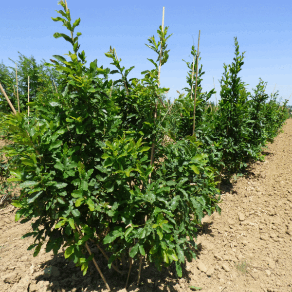 QUERCUS acutissima – Image 4