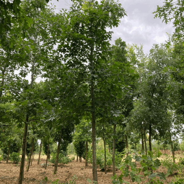 QUERCUS velutina – Image 4