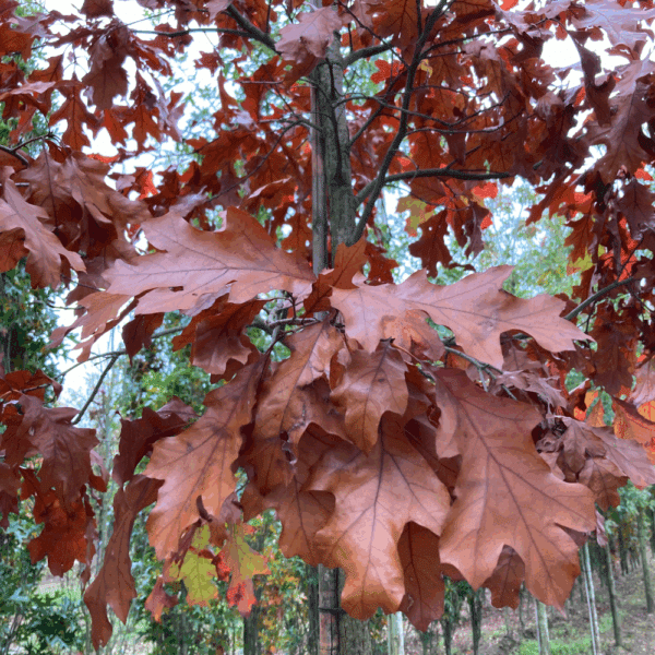 QUERCUS velutina – Image 3