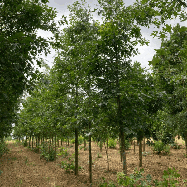 QUERCUS velutina – Image 2