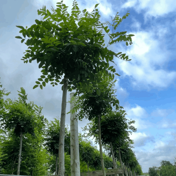 ROBINIA pseudoacacia 'Umbraculifera' – Image 4